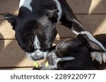 Small photo of Artie and Mugsy playing tug