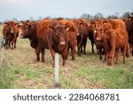 Small photo of Red Angus cattle outside on a pasture on a regenerative farm in Germany, holistic mob grazing