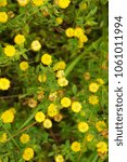 Small photo of Trifolium aureum or large hop trefoil or golden clover or hop clover yellow flowers with green