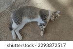 Small photo of Lazy gray striped fat cat is groggy