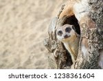 Meerkat coming out of his hole in old wood.