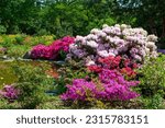 Rhododendron bushes near the...