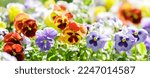 Colorful pansy flowers in a...