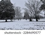An image of trees with snow