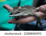 Small photo of Baby Orinoco crocodile hatchling in animal reserve