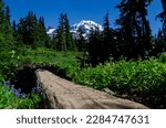 Mount Rainier with Wonderland Trail and a log for trail