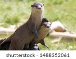 Pair of river otters with the...