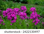 Small photo of phlox flowers in the garden.Beautiful pink, summer flowers of Phlox .Flowering branch of purple phlox in the garden in rainy weather.