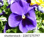 Small photo of Macro of a violet pansy in full sun. Spring time flowers incite joy of new life and summer fun.