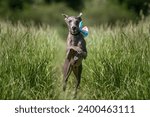 Italian Greyhound Dog - in action running and flying in a meadow with long grass looking very happy