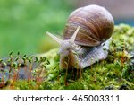 Burgundy Snail  Helix  Escargot ...