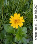 Small photo of Coreopsis pubescens Coreopsis pubescens, called star tickseed, is a North Bangladeshi species of tickseeds in the family Asteraceae.