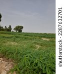 Small photo of Grass feed by goad animal