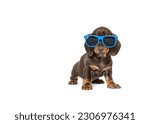 Cool Dachshund puppy dog with sunglasses isolated on white background copy space
