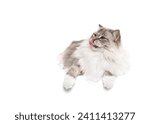 Ragdoll cat lying down isolated tongue out on white studio backgroundcopy space
