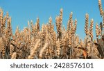 Small photo of Wheat spikes sway rhythmically painted in gold by summer sun in daylight. Spikelets of wheat swaying in gentle summer wind. Spikelets of wheat glisten from rays of sun moving from wind