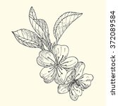 apple blossom sketch  | Shutterstock .eps vector #372089584