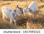 Goats Graze In The Meadow Eat...