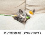 Dilute Calico Kitten With...