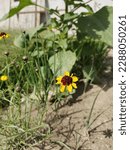 Small photo of Plains coreopsis, garden tickseed, golden tickseed, or calliopsis, Coreopsis tinctoria, is an annual forb. The plant is common in Canada, also can grow world wide, including Pakistan, india etc.