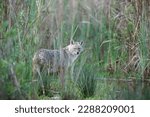 Small photo of Golden jackal (Canis aureus) also called Common jackal in the lake