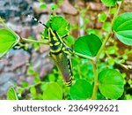 Small photo of Painted grasshopper - Dactylotum bicolor - a miracle of the world of insects from Rajasthan Sikar Rood, Ringas Five-leafed Chaste Tree or Horseshoe Vitex in India