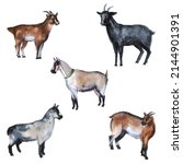 Watercolor Realistic Goat Label....