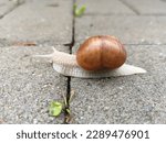 Small photo of Oblivious snail walking slowly over obstacles.