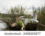 Small photo of Seagulls proliferate in the western arm wetlands of Lake Burley Griffin in Canberra
