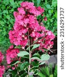 Small photo of Lagerstroemia indica, the crape myrtle (also crepe myrtle, crepe myrtle, or crepeflower.
