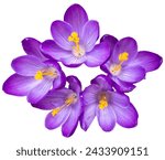 Group of five beautiful violett ...