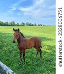 Small photo of Colt standing in open field in Central Kentucky