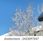 Small photo of Heavy snow on frail deciduous trees with blue sky.