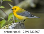 Male Prothonotary Warbler on a branch 