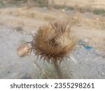 Small photo of dried cotton thistle a noxious weed, dried plant, dried weed, sunburnt plant,dead flower