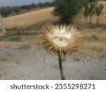 Small photo of dried cotton thistle a noxious weed, dried plant, dried weed, sunburnt plant,dead flower
