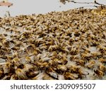 Small photo of A swarm of bees in the period of swarming in search of a new home. Summer swarming of bees.