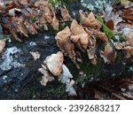 Small photo of An old rotten branch on which brown old mushrooms grow. The first snow fell and slightly shook the mushrooms on the tree.