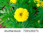 Marigold Flower Yellow On The...