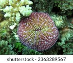 Small photo of Cycloseris patelliformis is a coral reef whose polyps are circular and generally dome-shaped, with a flat bottom surface. Costae alternate at the edges of the polyp. Riau Archipelago Province, Indones