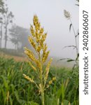 Small photo of Mahsaili, Bihar at 6:54am 3 December 2023 : Timothy grass, Sudan Grass Johnsongrass, Sorghum halepense.