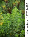 Small photo of Botanical collection of medicinal and cosmetic plants and herbs, Artemisia abrotanum or southernwood, lad's love plant in summer