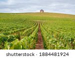 Small photo of Landscape with green grand cru vineyards near Epernay, region Champagne, France in autumn rainy day. Cultivation of white chardonnay wine grape on chalky soils of Cote des Blancs.