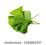 Small photo of Ginkgo biloba leaves isolated. Gingko green leaf, ginko tree twig, living fossil, fresh ginkgo leaves on white background