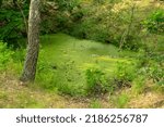 Small photo of Green forest swamp, overgrown lake, swamp morass in national park