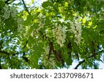 Small photo of White Acacia Flowers, Blooming Robinia Pseudoacacia, False Acacia or Black Locust Tree Flowers
