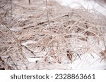 Winter dry grass covered with ice, frosty meadow texture, hoarfrost. Light background with shining ice on fall grass. First hoarfrost on the brown plants. Needle grass glazing. Winter weeds, Nassella