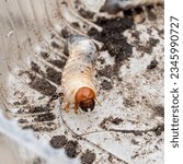 Small photo of Cockchafer larva, hairy segmented white semi-transparent worm with yellow head capsule, soil digging mandibles and tentacles creeping in plastic container. Scoleciphobia object. Light beige background