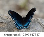 Red Spotted Purple Footed...