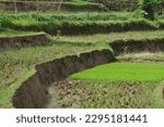 Small photo of rice seedlings growing in unplowed fields